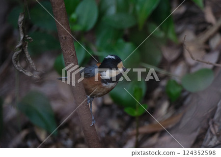 一隻可愛的山雀,看起來像戴著一頂黑色的小頭盔 一隻可愛的山雀,看起來像戴著一頂黑色的小頭盔 124352598