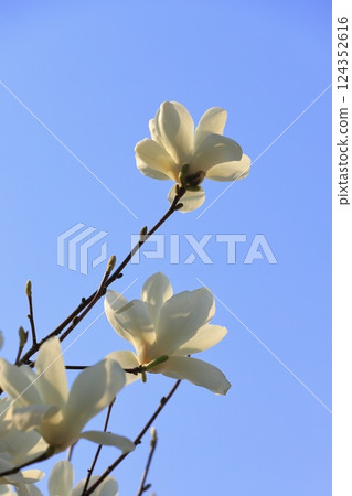 White magnolia flowers in full bloom White magnolia flowers in full bloom 124352616