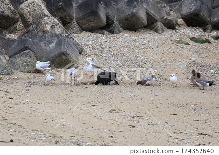 Wigeon on the rocks 124352640