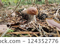 Mushrooms in the fall forest. Boletus Mushrooms in the fall forest. Boletus 124352776