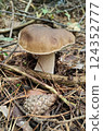 Mushrooms in the fall forest. Boletus Mushrooms in the fall forest. Boletus 124352777