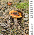 Mushrooms in the fall forest. Russula Mushrooms in the fall forest. Russula 124352778