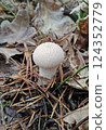 Mushrooms in the fall forest, Lycoperdon perlatum Mushrooms in the fall forest, Lycoperdon perlatum 124352779