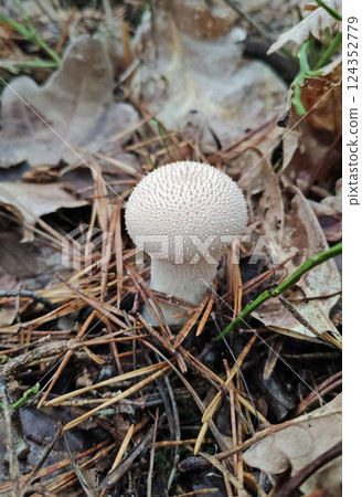 Mushrooms in the fall forest, Lycoperdon perlatum 124352779