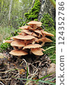 Mushrooms in the fall forest. Armillaria ostoyae Mushrooms in the fall forest. Armillaria ostoyae 124352786