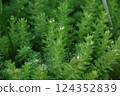新鮮的綠葉 124352839
