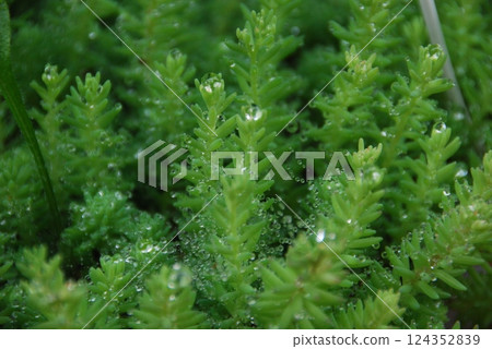 新鮮的綠葉 新鮮的綠葉 124352839