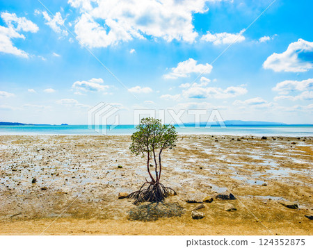 A single mangrove tree in Nagura Bay, Ishigaki Island, Okinawa Prefecture 124352875