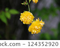 春天的黃色花朵 124352920