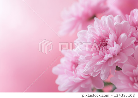 Pink chrysanthemum background material 124353108