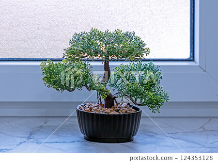 Evergreen plant in pot Evergreen plant in pot 124353128