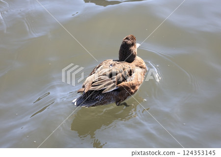 Swimming in a pond Swimming in a pond 124353145