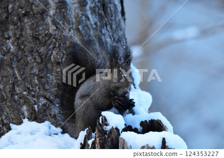 Winter squirrel eating walnuts 124353227