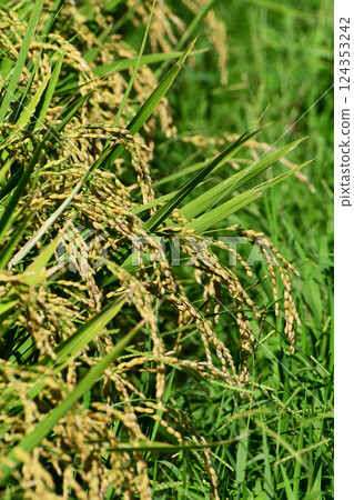 Rice fields that have begun to change color 124353242