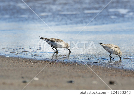 A sanderling eating on the shoreline A sanderling eating on the shoreline 124353243
