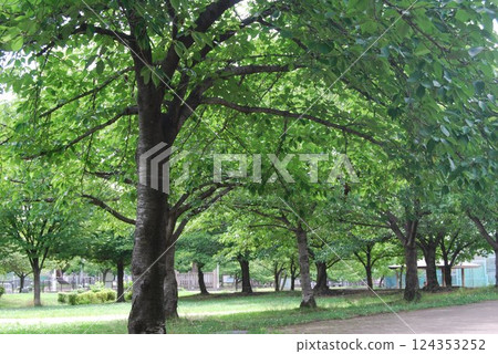 Scenery of a natural park in early summer 124353252