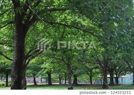 初夏自然公園的風景 初夏自然公園的風景 124353253