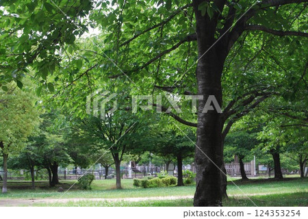 初夏自然公園的風景 初夏自然公園的風景 124353254