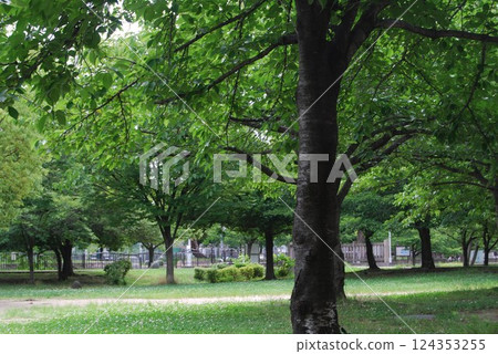 Scenery of a natural park in early summer Scenery of a natural park in early summer 124353255