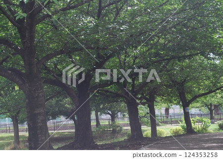 初夏自然公園的風景 124353258