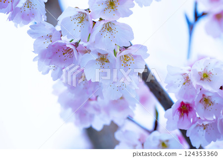 Newly bloomed cherry blossoms 124353360