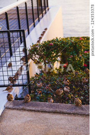 [Osaka Nanko] Lots of sparrows 124353378