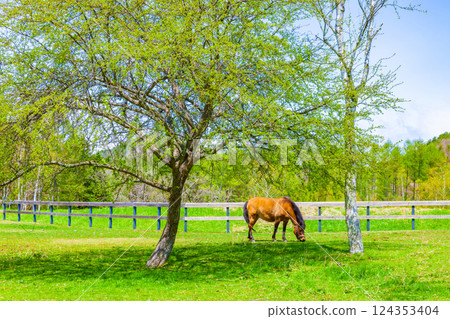 Kiso Ma的村莊 Kiso Ma的村莊 124353404