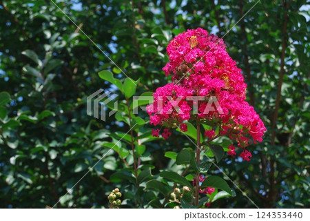 縐紗花 縐紗花 124353440