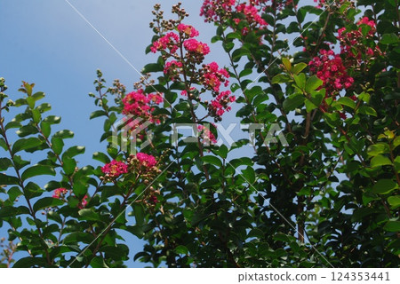 縐紗花 縐紗花 124353441