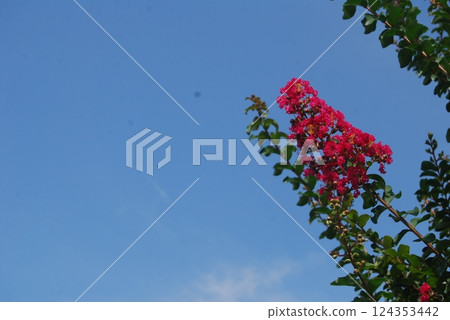 縐紗花 縐紗花 124353442