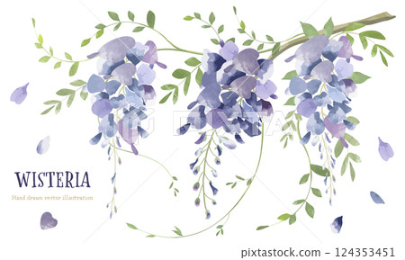 紫藤花的水彩插圖 紫藤花的水彩插圖 124353451