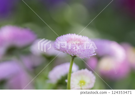Spring flowers background material Spring flowers background material 124353471