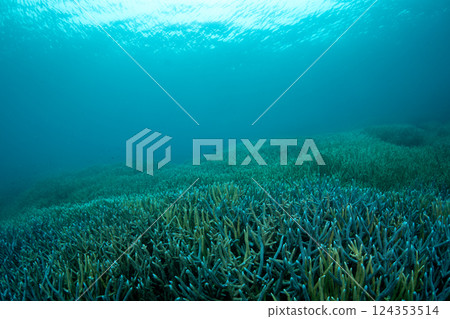Coral Branches, Ogasawara, Tokyo 124353514