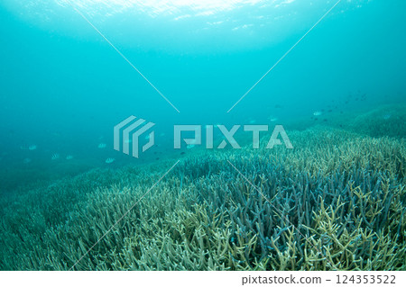 Coral Branches, Ogasawara, Tokyo 124353522