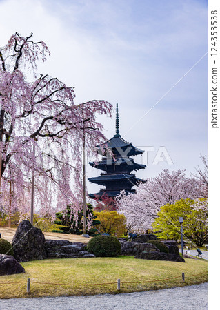 京都府、東寺的五重塔與櫻花 124353538