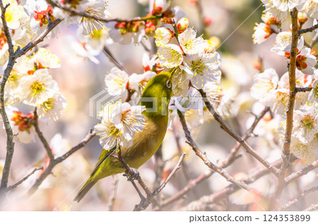 Mejiro吮吸梅花的蜂蜜 Mejiro吮吸梅花的蜂蜜 124353899