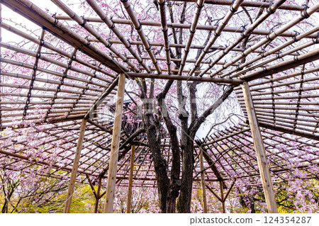 Spring cherry blossoms at Toji Temple in Kyoto Prefecture 124354287