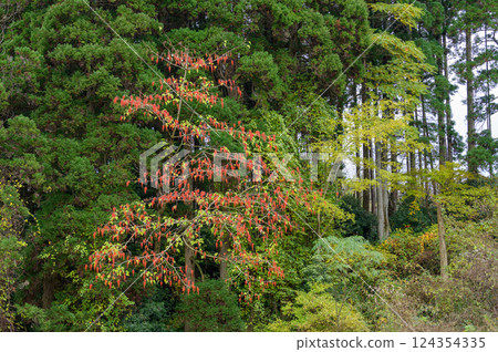 黃鰭金槍魚的紅色果子 124354335