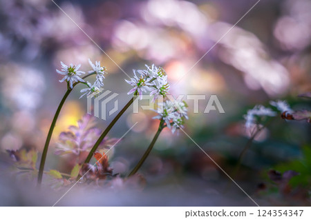 Seribauren 124354347