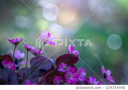 沐浴在春光中的西氏肝吸蟲 124354348