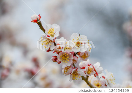 Plum Blossom "Bungo" Plum Blossom "Bungo" 124354399