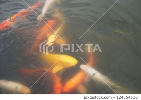 裝飾水面的錦鯉 124354510