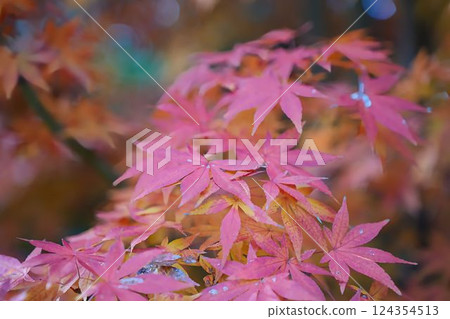 楓葉的奇妙色彩 124354513