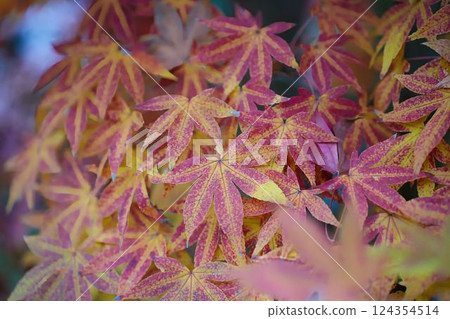 A rare two-colored maple tree A rare two-colored maple tree 124354514