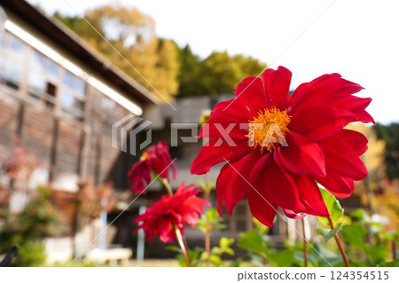 The gorgeous red colours of dahlias 124354515
