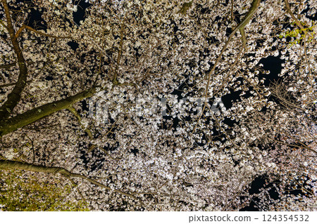Spring cherry blossoms at Toji Temple in Kyoto Prefecture 124354532