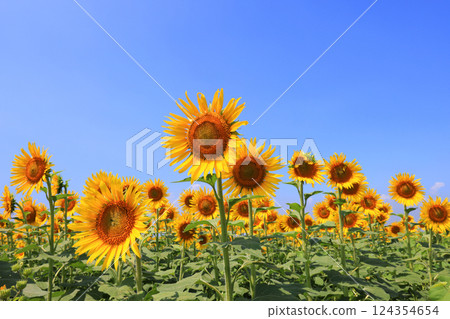 向日葵田5022 向日葵田5022 124354654