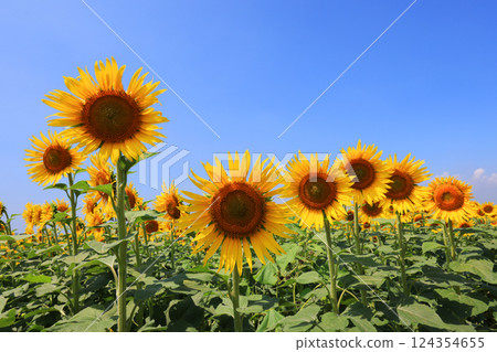 向日葵田 5029 124354655