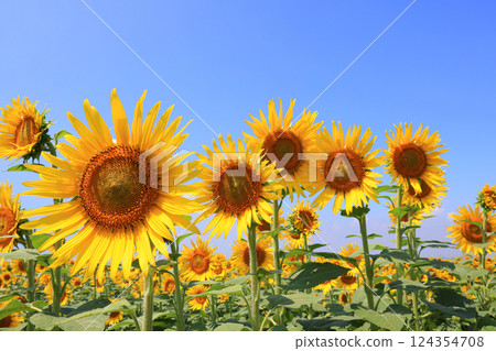 Sunflower Field 5052 124354708