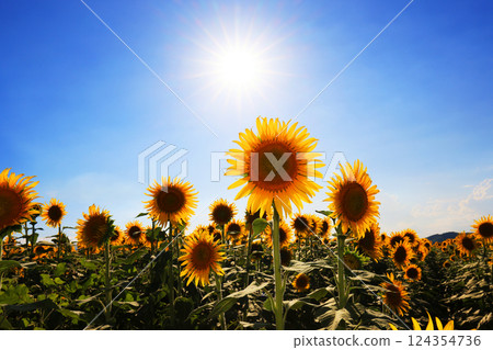 Sunflower Field 5229 124354736